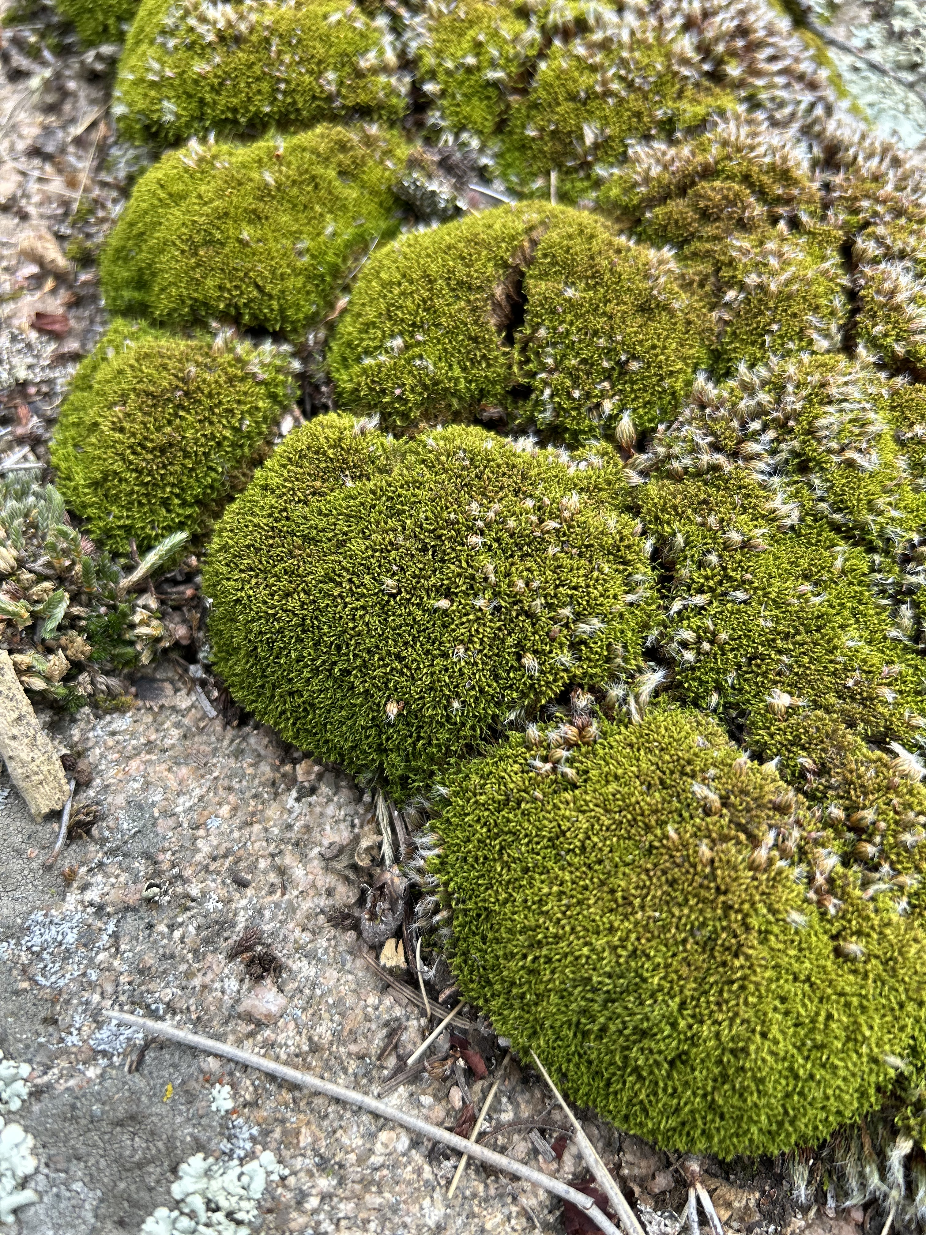 Newsletter subscription